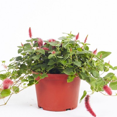 Acalypha hispida - HB
