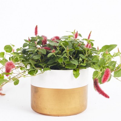 Acalypha hispida - HB