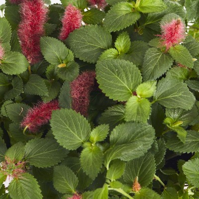 Acalypha hispida - HB