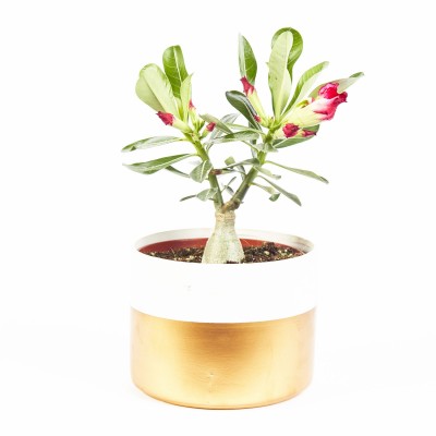 Adenium obesum