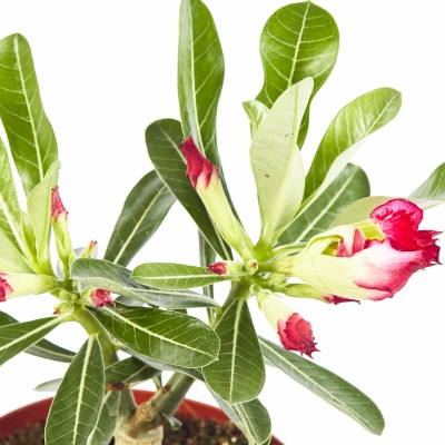 Adenium obesum