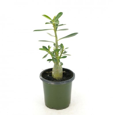Adenium obesum