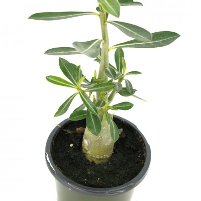 Adenium obesum
