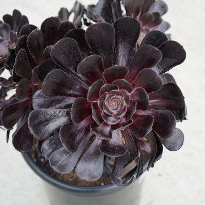 Aeonium arboreum 'Schwarzkopf'