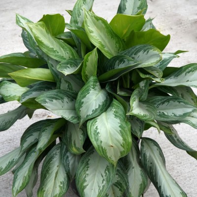 Aglaonema 'Emerald Bay'