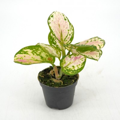 Aglaonema 'Lady Valentine'