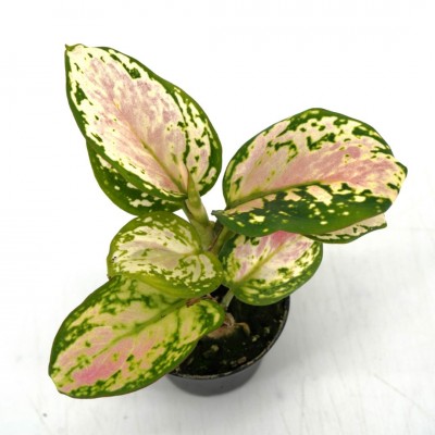 Aglaonema 'Lady Valentine'