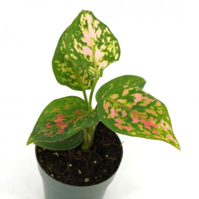 Aglaonema 'Lady Valentine'