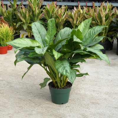 Aglaonema 'BJ Freeman' 10in - Washington - Cascade Tropicals