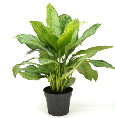 Aglaonema 'BJ Freeman'