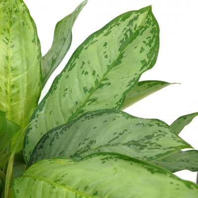 Aglaonema 'BJ Freeman'