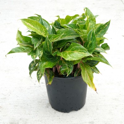 Aglaonema 'Butterfly'