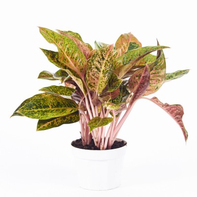 Aglaonema 'Dizzy Diamond'