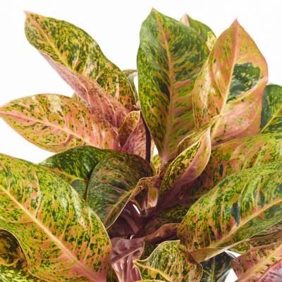 Aglaonema 'Dizzy Diamond'