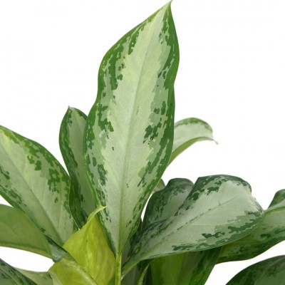 Aglaonema 'Emerald Bay'