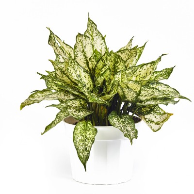 Aglaonema 'First Diamond'