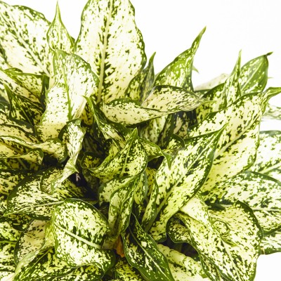 Aglaonema 'First Diamond'