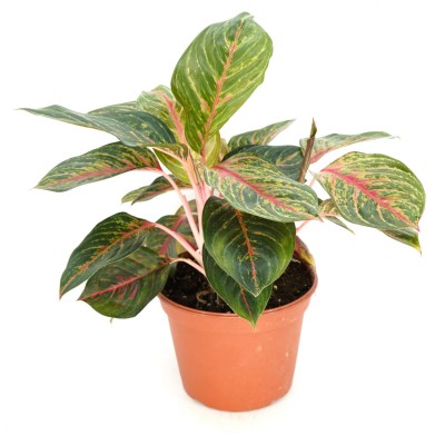 Aglaonema 'Garnet Coltrane'