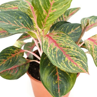 Aglaonema 'Garnet Coltrane'