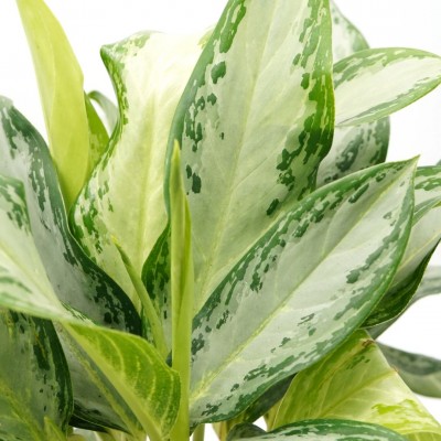 Aglaonema 'Golden Bay'