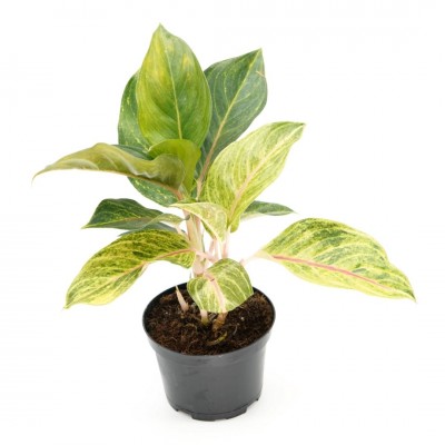 Aglaonema 'Golden Fluorite'