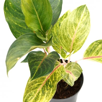 Aglaonema 'Golden Fluorite'