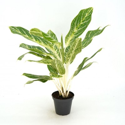 Aglaonema 'Golden Madonna'
