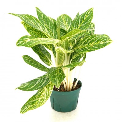 Aglaonema 'Golden Madonna'