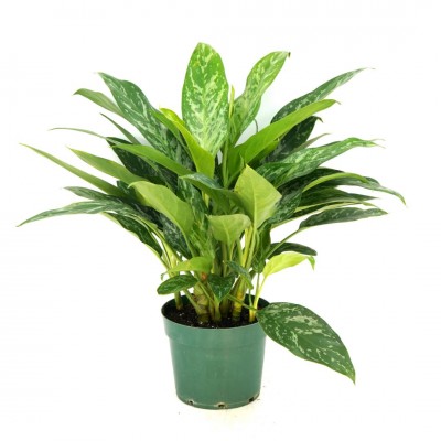 Aglaonema 'Green Lady'