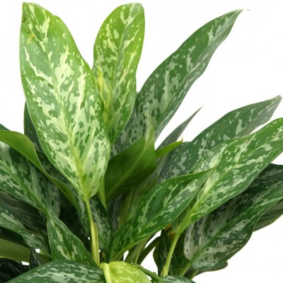 Aglaonema 'Green Lady'