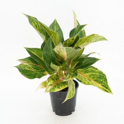 Aglaonema 'Green Papaya'