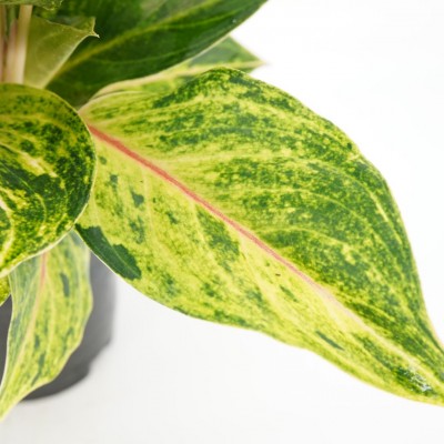 Aglaonema 'Green Papaya'