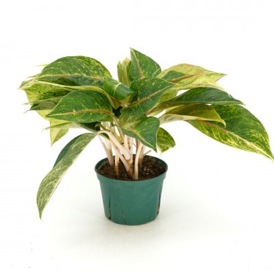 Aglaonema 'Green Papaya'