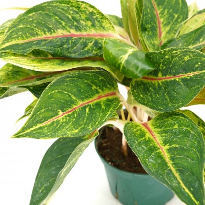 Aglaonema 'Green Papaya'