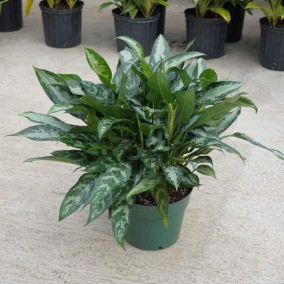 Aglaonema 'Jubilee'