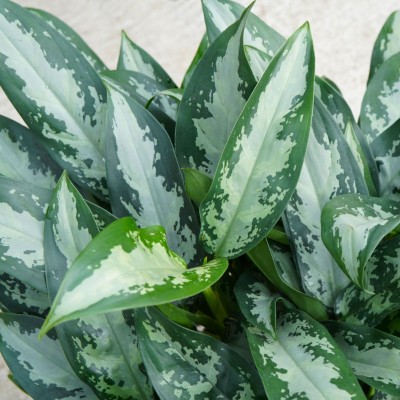 Aglaonema 'Jubilee'