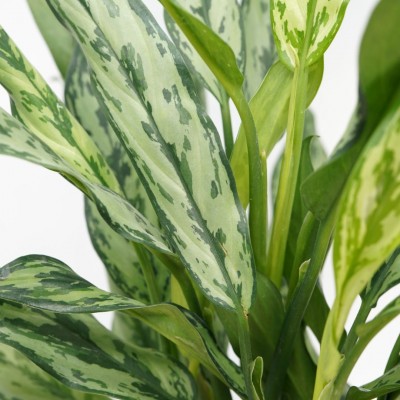 Aglaonema 'Juliette'