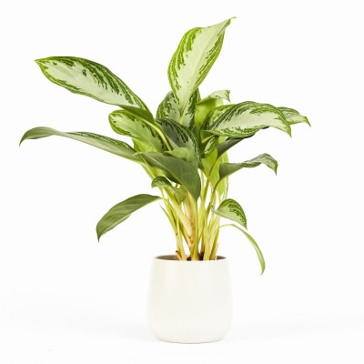 Aglaonema 'Leprechaun'