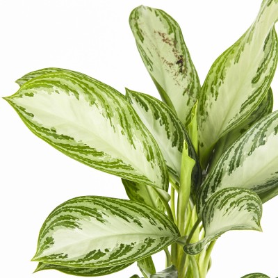 Aglaonema 'Leprechaun'