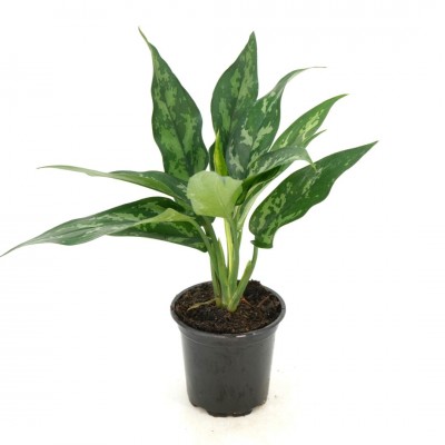 Aglaonema 'Maria'