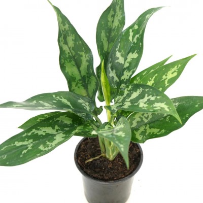 Aglaonema 'Maria'