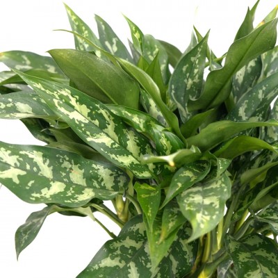 Aglaonema 'Maria'