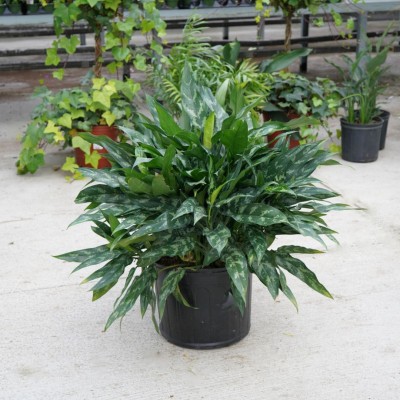 Aglaonema 'Maria'