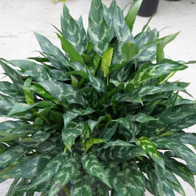 Aglaonema 'Maria'