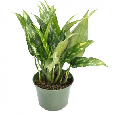 Aglaonema 'Maria'