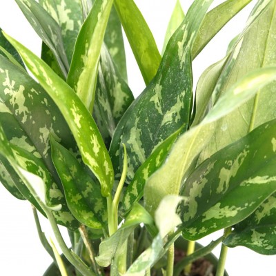 Aglaonema 'Maria'