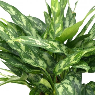 Aglaonema 'Maria'