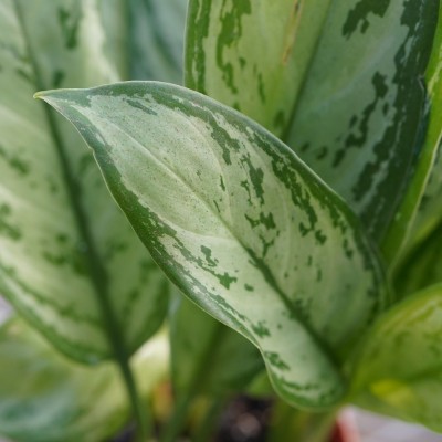 Aglaonema 'Maria Christina'