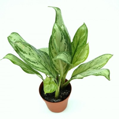 Aglaonema 'Maria Christina'