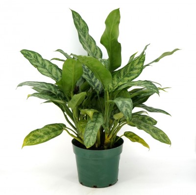 Aglaonema 'Mary Ann'